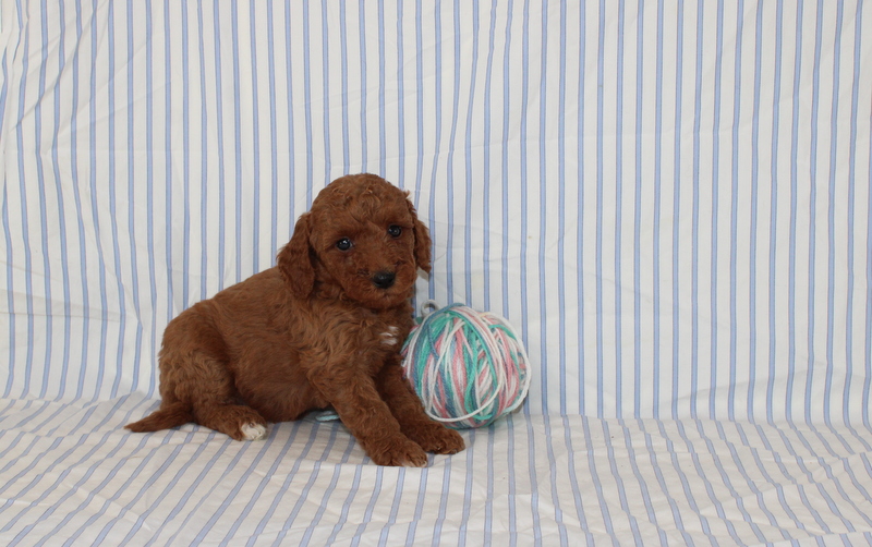 puppy, for, sale, Mini F1B Golden Doodle, Matthew B. Stoltzfus, dog, breeder, Gap, PA, dog-breeder, puppy-for-sale, forsale, nearby, find, puppyfind, locator, puppylocator, aca